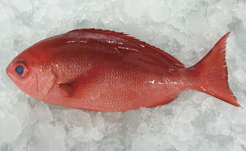 Pinjalo Snapper Fish