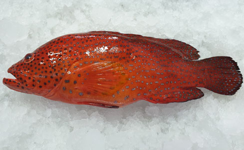 Red Grouper Fish